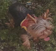 Daisy - Yorkshire Terrier Toy