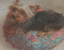 Daisy - Yorkshire Terrier Toy 2