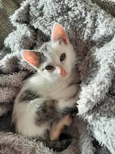 Cliente 4