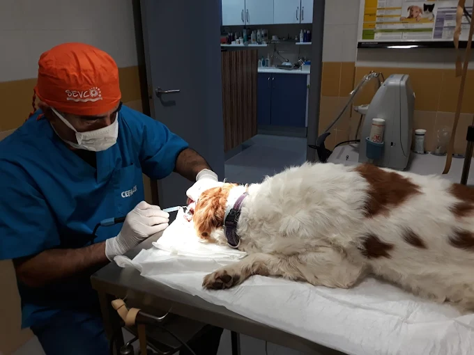 Clínica Veterinaria Herreros - Tu centro veterinario en Daimiel